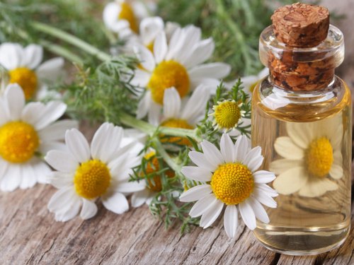 The Power of Blue Chamomile, Black Seed Oil, and CBD/CBG in DermaLuxia Skin Care