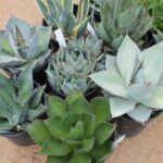 Investigating the Variety of Agave Assortments: Nature’s Gift to Mankind