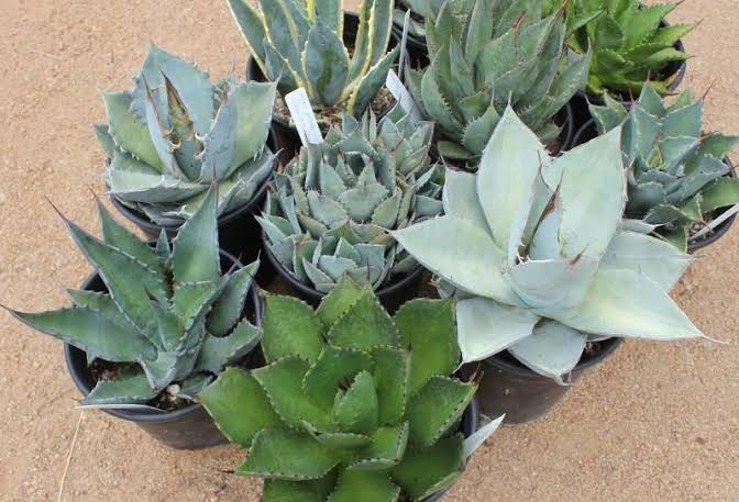 Investigating the Variety of Agave Assortments: Nature’s Gift to Mankind