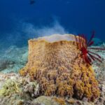 Mysteries of the Deep: Uncovering the Fascinating Facts and Secrets of Natural Sea Sponges