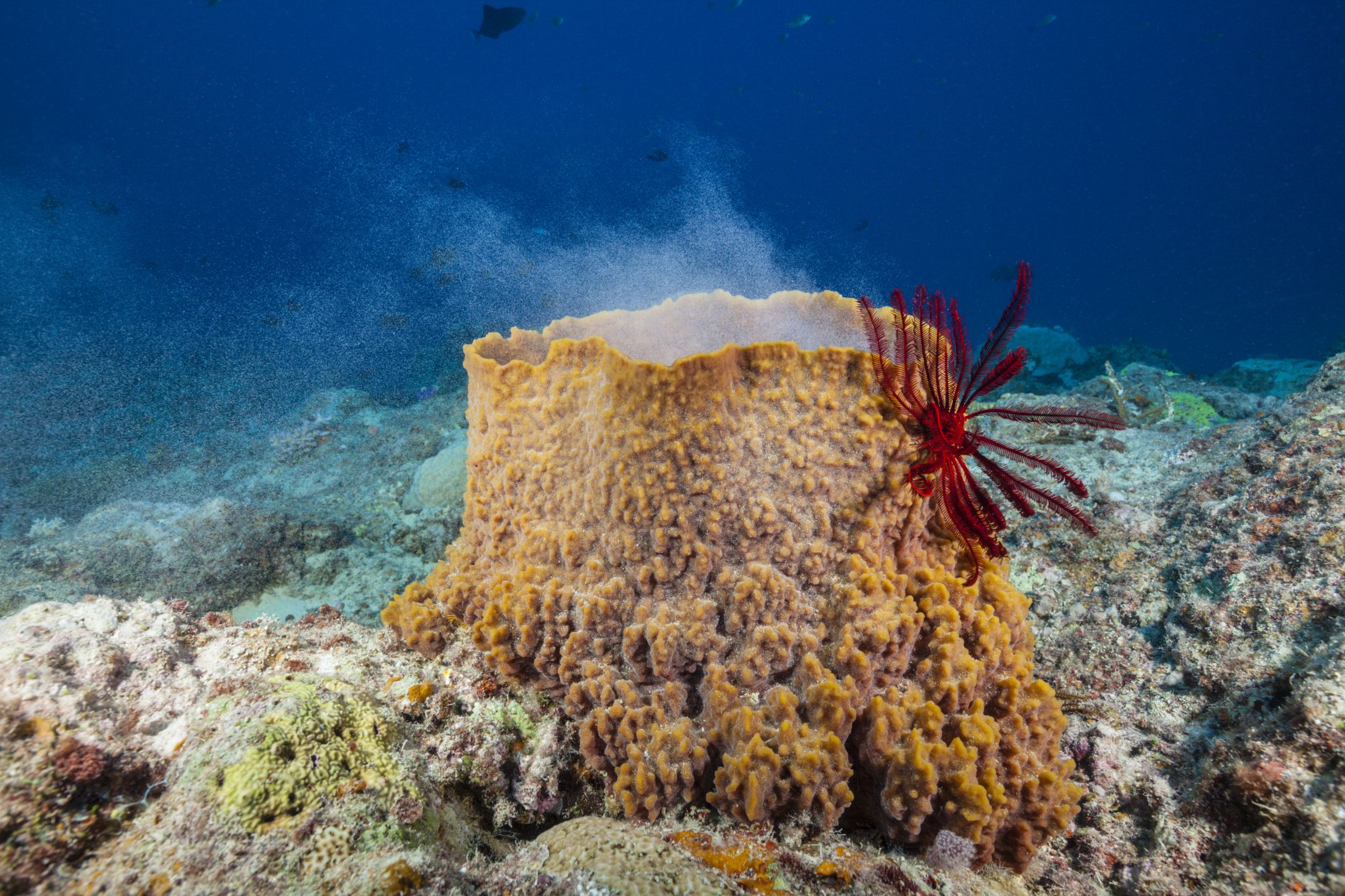 Mysteries of the Deep: Uncovering the Fascinating Facts and Secrets of Natural Sea Sponges